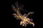 Flame Fower Fractal Wallpaper