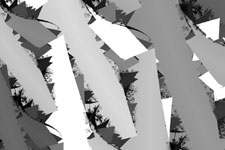 Rubble and Weeds Fractal